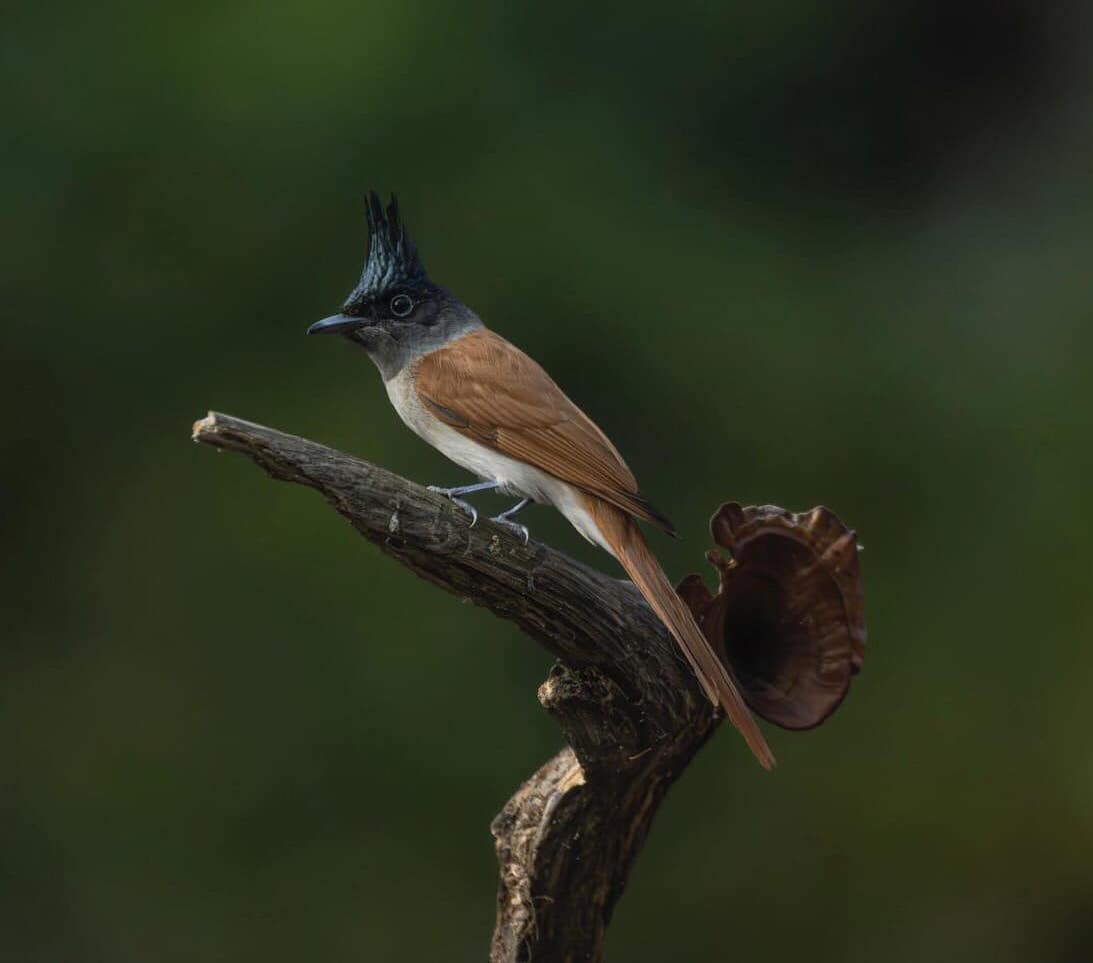 Indian paradise flycatcher